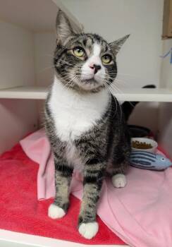 Rescue Domestic Short Hair Cats for Adoption in Bellingham, Washington - Wallie | PetCurious