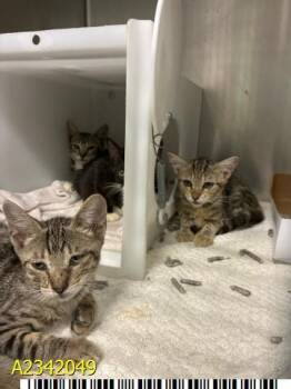 KLARA -  Domestic Short Hair Cat for Adoption in West Palm Beach, Florida - KLARA | PetCurious