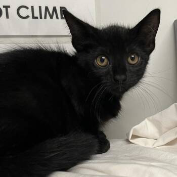 Hunter -  Domestic Short Hair Cat for Adoption in West Palm Beach, Florida - Hunter | PetCurious