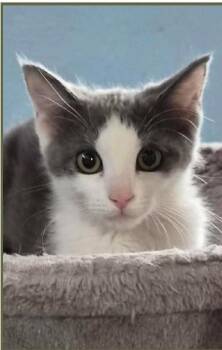Domestic Short Hair Cats Available for Adoption in Albuquerque, New Mexico - KIRBY | PetCurious