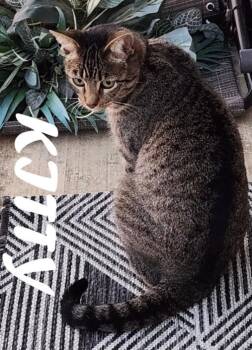 Kitty -  Domestic Long Hair Cat for Adoption in Owatonna, Minnesota - Kitty | PetCurious
