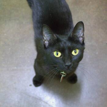 Bubbles -  Domestic Short Hair Cat for Adoption in Springfield, Missouri - Bubbles | PetCurious