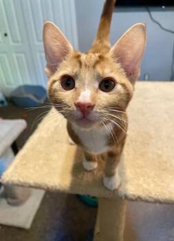 Dewey -  Domestic Short Hair Cat for Adoption in Burnaby, British Columbia - Dewey | PetCurious