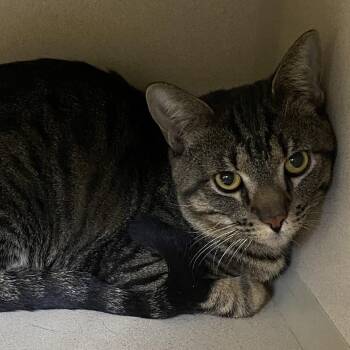 Bruce Wayne -  Domestic Short Hair Cat for Adoption in Pagosa Springs, Colorado - Bruce Wayne | PetCurious