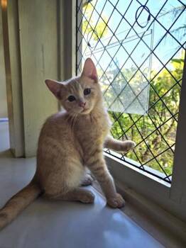 Mac -  Domestic Short Hair Cat for Adoption in Honolulu, Hawaii - Mac | PetCurious