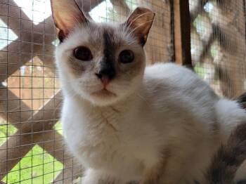 Rescue Snowshoe Cats for Adoption in Powder Springs, Georgia - TORY | PetCurious