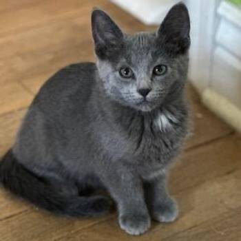 Rescue Domestic Short Hair Cats for Adoption in Minneapolis, Minnesota - Heddi | PetCurious