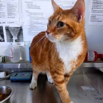 Dylon -  Domestic Short Hair Cat for Adoption in Lakeland, Florida - Dylon | PetCurious