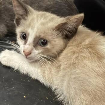 Logan -  Domestic Short Hair Cat for Adoption in Des Moines, Iowa - Logan | PetCurious