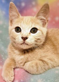Jessie - Rancho Cucamonga PetSmart -  Domestic Short Hair Cat for Adoption in Yorba Linda, California - Jessie - Rancho Cucamonga PetSmart | PetCurious
