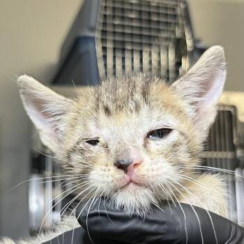 Ulysses -  Domestic Short Hair Cat for Adoption in Palm Springs, California - Ulysses | PetCurious