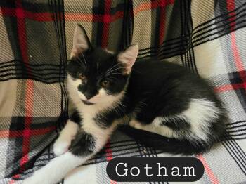 Gotham -  Tuxedo and Domestic Short Hair Cat for Adoption in Gladstone, Oregon - Gotham | PetCurious