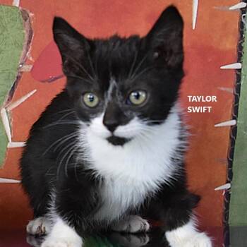 Taylor Swift -  Domestic Short Hair Cat for Adoption in Yuma, Arizona - Taylor Swift | PetCurious
