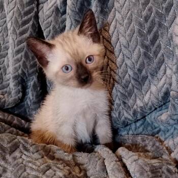 Irving -  Siamese Cat for Adoption in Bulverde, Texas - Irving | PetCurious