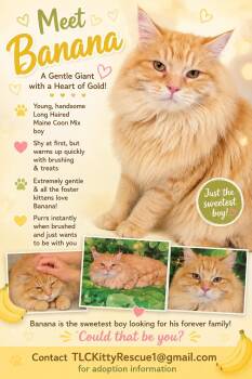 BANANA -  Maine Coon and Domestic Long Hair Cat for Adoption in Escalon, California - BANANA | PetCurious