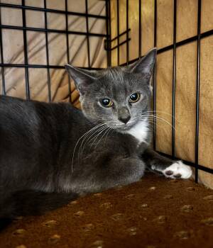 Rescue Domestic Short Hair Cats for Adoption in Memphis, Tennessee - Bootsie | PetCurious