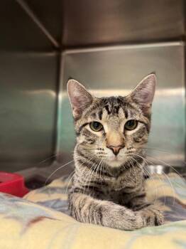 Dr. Dre -  Domestic Short Hair Cat for Adoption in Belton, Texas - Dr. Dre | PetCurious