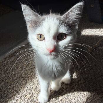 Mini Wheats (must adopt with Rice Krispies) -  Domestic Short Hair Cat for Adoption in New Bedford, Massachusetts - Mini Wheats (must Adopt With Rice Krispies) | PetCurious