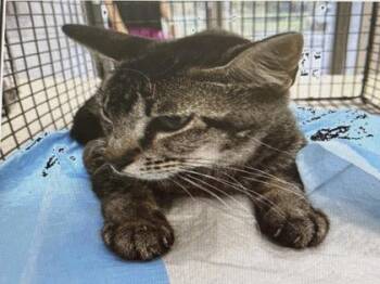 Eagle Ray -  Domestic Short Hair Cat for Adoption in Daytona Beach, Florida - Eagle Ray | PetCurious