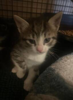 Tabby Cats Available for Adoption in Billings, Montana - K-7 Lady Bug | PetCurious