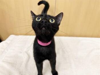 Domestic Short Hair Cats Available for Adoption in Brentwood, Missouri - GRAVY | PetCurious