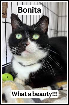 Bonita (01/30/2026-401) Willow Grove PA -  Tuxedo Cat for Adoption in Greenville, Delaware - Bonita (01/30/2026-401) Willow Grove PA | PetCurious