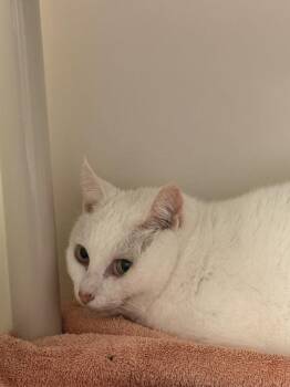 Guppy -  Domestic Short Hair Cat Available for Adoption in Salisbury, Maryland - Guppy | PetCurious