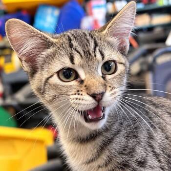 Dolby -  Tabby and Domestic Short Hair Cat for Adoption in Antioch, California - Dolby | PetCurious