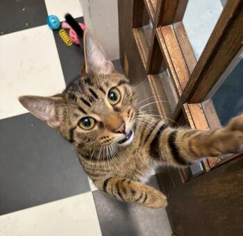 Domestic Short Hair and Tiger Cats Available for Adoption - Laslo | PetCurious