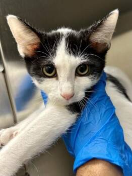 LiMu Emu -  Domestic Short Hair Cat for Adoption in Wichita, Kansas - LiMu Emu | PetCurious