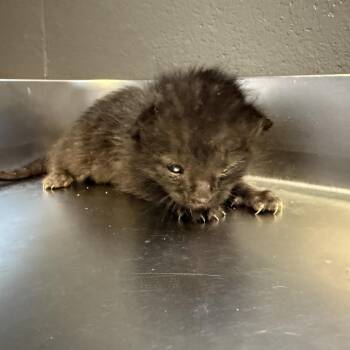 Domestic Short Hair Cats Available for Adoption in Tuscaloosa, Alabama - TUSC-Stray-84561_2_3 | PetCurious