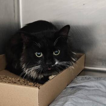 Rescue Domestic Short Hair Cats for Adoption in Newark, New Jersey - AHNJ-Stray-43273 | PetCurious