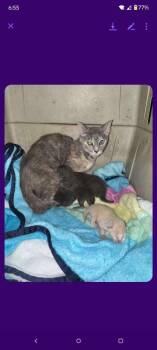 Sweet tart plus 4 -  Domestic Short Hair Cat for Adoption in Cromwell, Kentucky - Sweet Tart Plus 4 | PetCurious