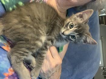 Hamlet -  Domestic Medium Hair Cat for Adoption in Rio Linda, California - Hamlet | PetCurious