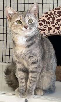Abby -  Domestic Short Hair Cat for Adoption in Green River, Wyoming - Abby | PetCurious