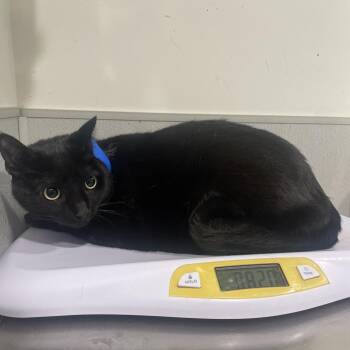 Anubis -  Domestic Short Hair and Mixed Breed Cat for Adoption in Tampa, Florida - Anubis | PetCurious