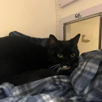 Mr. Mittens -  Domestic Short Hair Cat for Adoption in New York, New York - Mr. Mittens | PetCurious