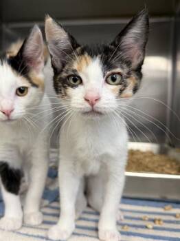 A198997 -  Domestic Medium Hair Cat for Adoption in Fremont, California - A198997 | PetCurious