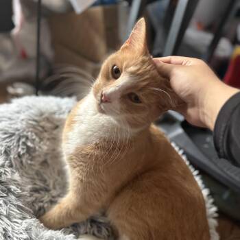 Domestic Short Hair Cats Available for Adoption - Cannoli | PetCurious