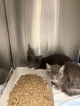 NYLA -  Domestic Short Hair Cat for Adoption in Indianapolis, Indiana - NYLA | PetCurious