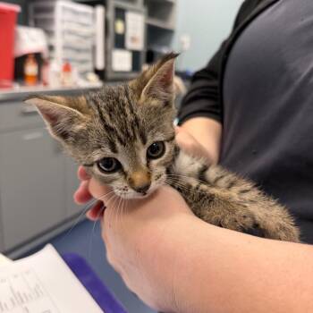 Domestic Short Hair Cats Available for Adoption in Greensboro, North Carolina - Jimmy Johns | PetCurious