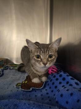 CATERINA -  Domestic Short Hair Cat for Adoption in Hagerstown, Maryland - CATERINA | PetCurious