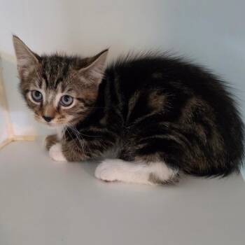Justin -  Domestic Medium Hair Cat for Adoption in Jefferson City, Tennessee - Justin | PetCurious