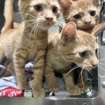 Cheeto AKA Arancia -  Domestic Short Hair Cat for Adoption in Newport, North Carolina - Cheeto AKA Arancia | PetCurious