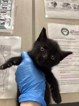 Domestic Medium Hair Cats Available for Adoption - ARTHUR | PetCurious