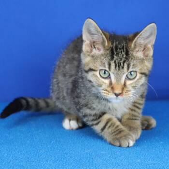 Elwood - 050711U -  Domestic Short Hair Cat for Adoption in Tupelo, Mississippi - Elwood - 050711U | PetCurious