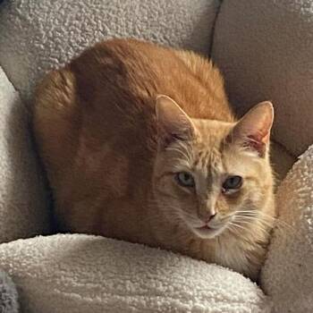 Domestic Short Hair Cats Available for Adoption in Eaton Rapids, Michigan - Cheddar J Eagle 1978 | PetCurious