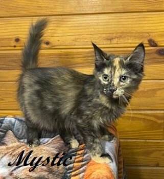 Mystic -  Tortoiseshell Cat for Adoption in Southern Pines, North Carolina - Mystic | PetCurious