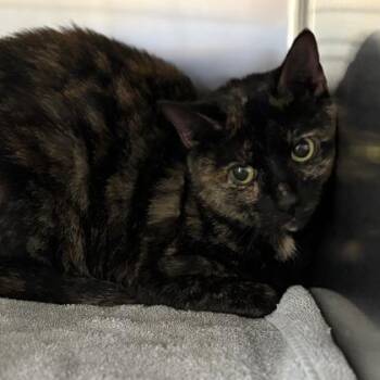 Sardine -  Domestic Short Hair Cat for Adoption in Fort Worth, Texas - Sardine | PetCurious