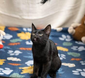 Rescue Domestic Short Hair Cats for Adoption in Pueblo, Colorado - Cookie Monster | PetCurious